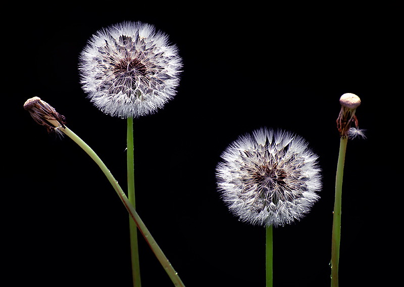 24 Blume-D33_7412.jpg